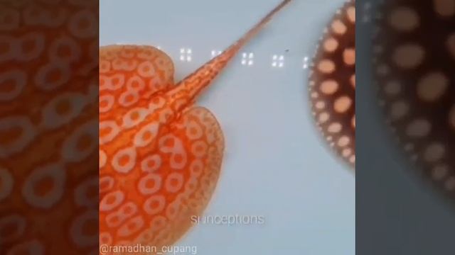 the brown and red albino stingray #shorts смотреть онлайн