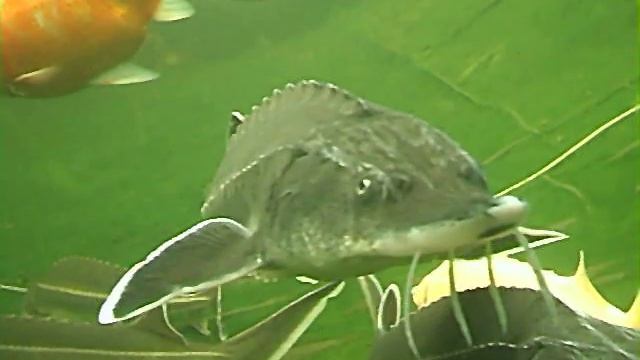 Beluga Sturgeon (Белуга)-my huso huso смотреть онлайн
