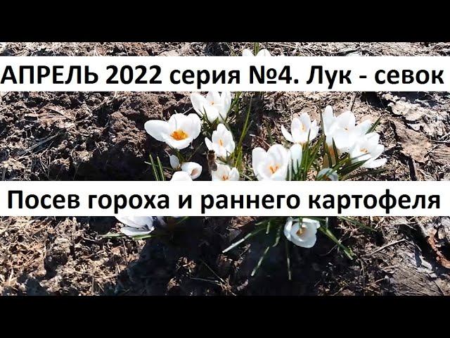 Апрель 2022, серия № 4 Посев гороха, лука севка и раннего картофеля в природном земледелии. смотреть онлайн