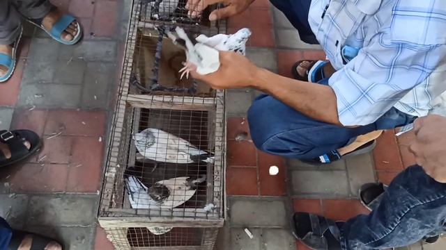 ШАХРИХОН КАБУТАР БОЗОРИ УЧМА ва Киммат кабутарлaр SHAHRIXON KABUTAR BOZORI