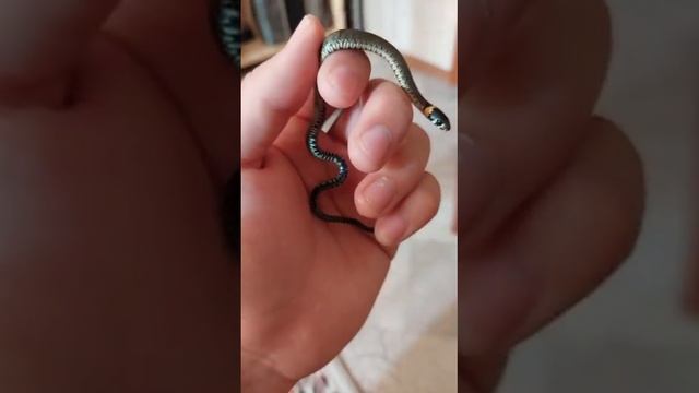 моя змейка Стелла смотреть онлайн