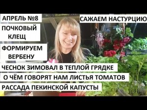 Апрель серия №8. Сажаем настурцию, формируем вербену. Почковый клещ.