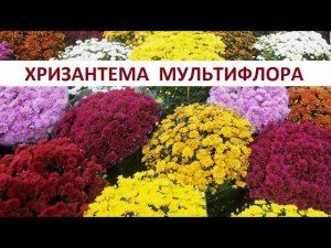 Хризантема мультифлора.