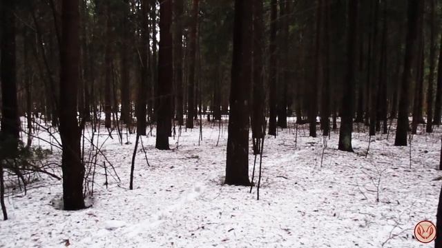 Установка ловушек на дикие рои пчёл сопряжена с опасностью лазанья по деревьям. В дождь опасно смотреть онлайн