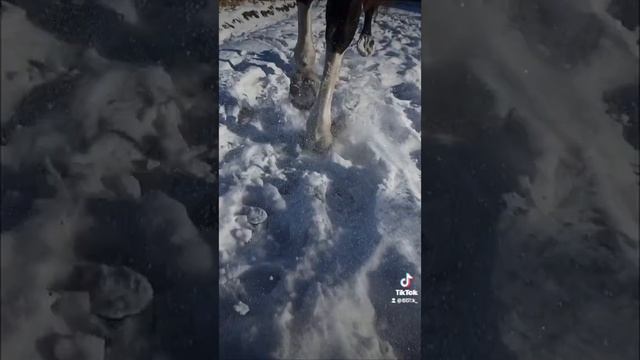 Зимний релакс #ипподромдв#рысаки#тренировки смотреть онлайн