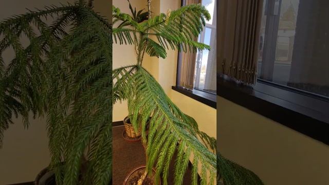 Как Выглядят Ёлки-палки😄 смотреть онлайн