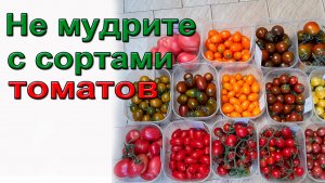Не мудрите с сортами томатов