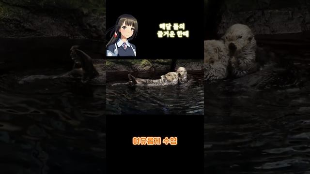 참 다정하게 서로를 돌봐주는 해달 들의 즐거운 한때 #신기한동물 #funanimal #otter #해달 #귀여운동물 смотреть онлайн