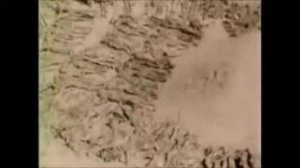 Бабкины Внуки   Песня брянских партизан