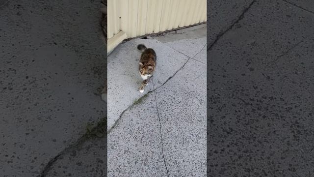 Кошка пришла в библиотеку ))) смотреть онлайн