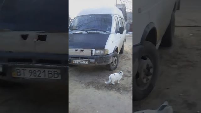 Стая котов))))) смотреть онлайн