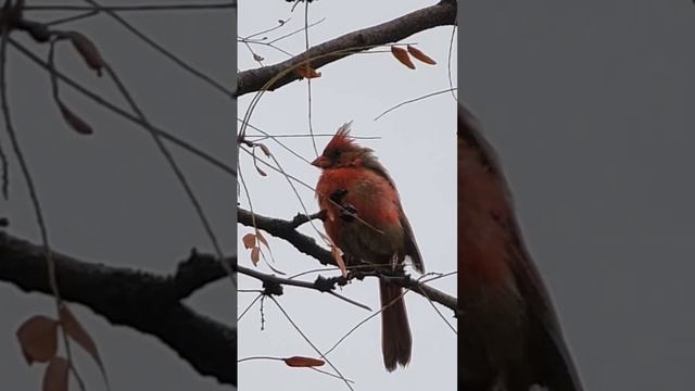 Wet Bird смотреть онлайн
