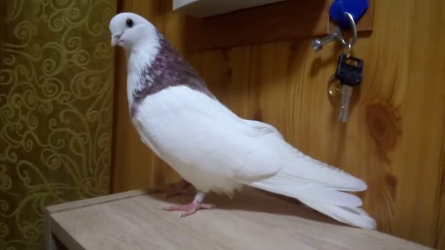 Ижевский голубь смотреть онлайн