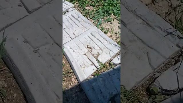 сколопендра вылезла с могилы и сказала :Вы плохие я больше не приду к вам ааааааааа!! смотреть онлайн