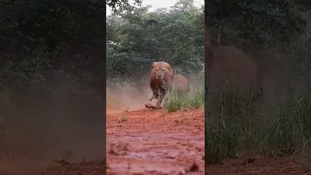 aslan,kaplan смотреть онлайн