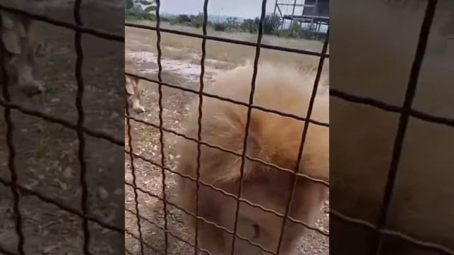 Прекрасные Львы Лорд Ричард и Султан, бесследно пропавшие в могильнике ТАЙГАН... смотреть онлайн