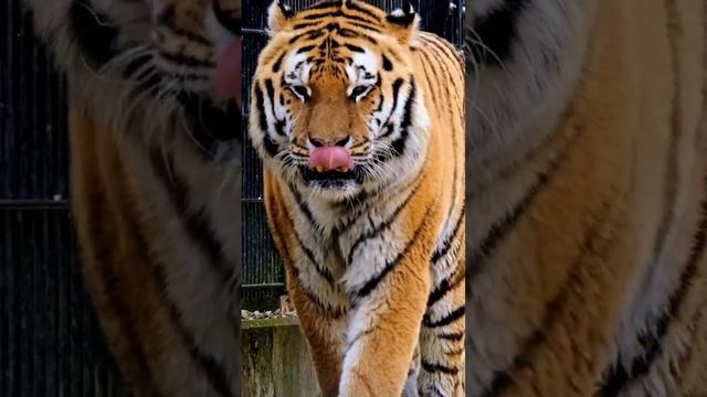 Амурский тигр / самая большая кошка #интересное #животные смотреть онлайн