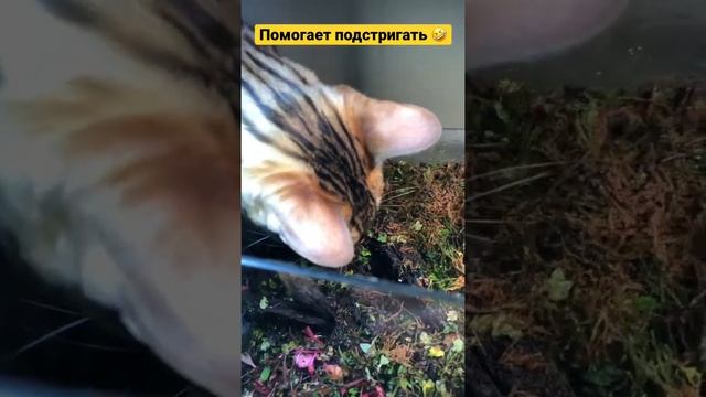 Кот против капканов 🤣 смотреть онлайн