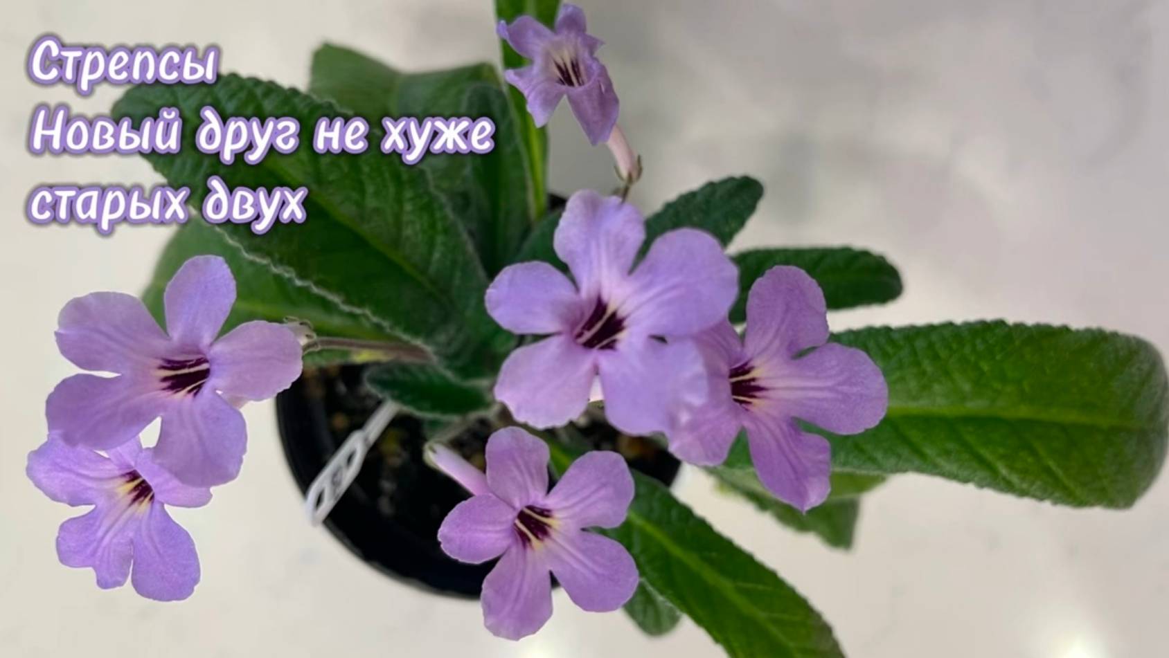 Стрептокарпусы