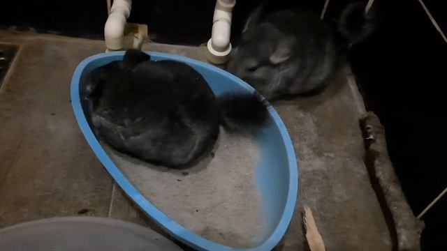 Купание Шиншилл. Очень смешно купаются Шиншиллы.