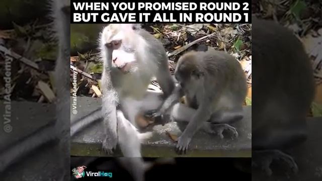 Monkey mating( funny clip) смотреть онлайн