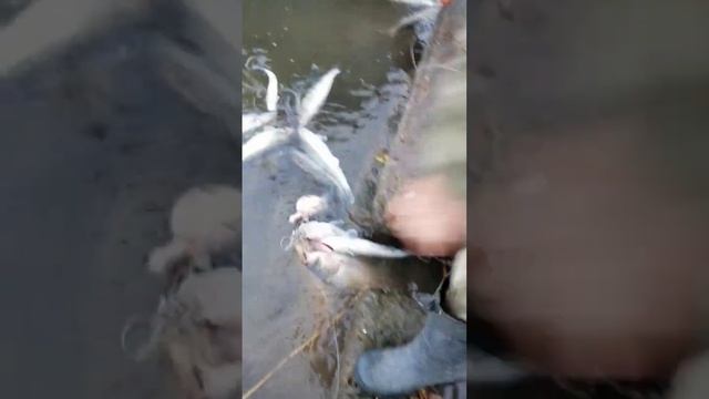 РЫБАЛКА МАЯКИ 11ноября нашествие судака смотреть онлайн