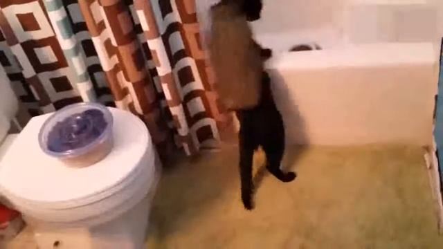 Приколы с Котами Смешные коты и кошки 2017 Смешное Видео Корпорация Зла смотреть онлайн