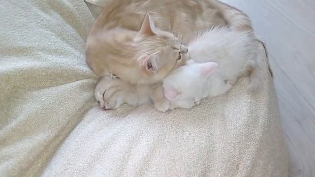Добрая мама-кошка смотреть онлайн