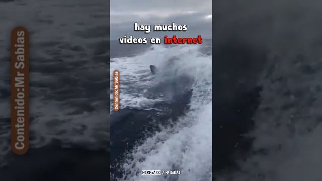 Las Orcas son Muy Peligrosas #shorts смотреть онлайн