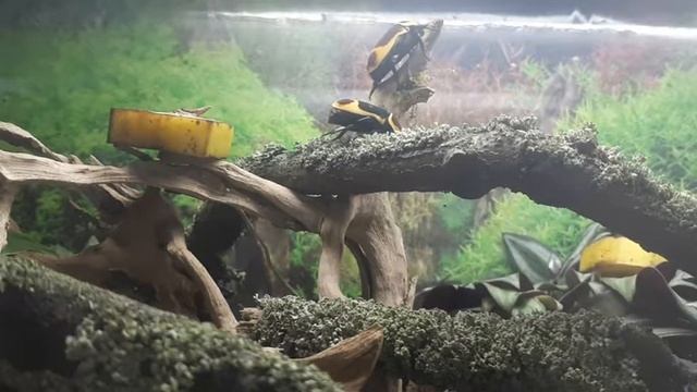 Kongo Rosenkäfer / Pachnoda marginata - Update смотреть онлайн