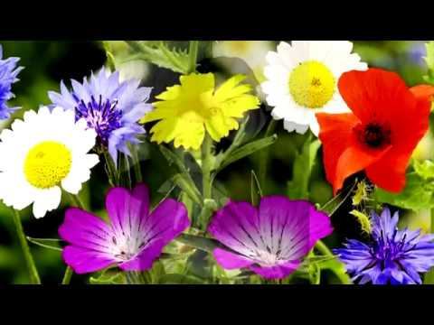 Александр Тюрин   “Ромашки, васильки и колокольчики“