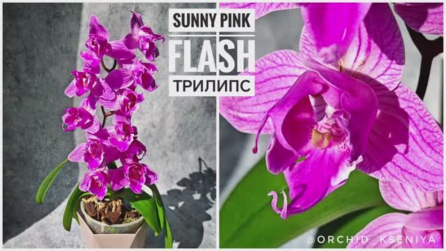 Phal. Sunny Pink Flash 💕 Первое домашнее цветение биглипа в мутации трилипс | Санни Пинк Флэш смотреть онлайн