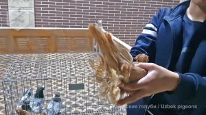 Узбек кабутарлари сотувда - Жавохир (Тошкент) / Узбекские голуби на продажу - Джавахир (Ташкент)