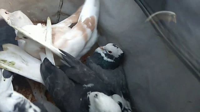 Андижон сой кабутар бозор 2 декабря 2021 г.@голуби@kabutar@kabootar@pigeons