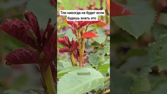 Тли никогда не будет если будешь знать это #тля #сад #огород смотреть онлайн