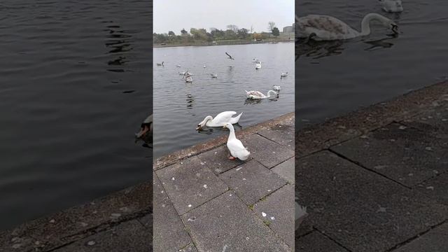 White Duck looking bigger than the swan смотреть онлайн