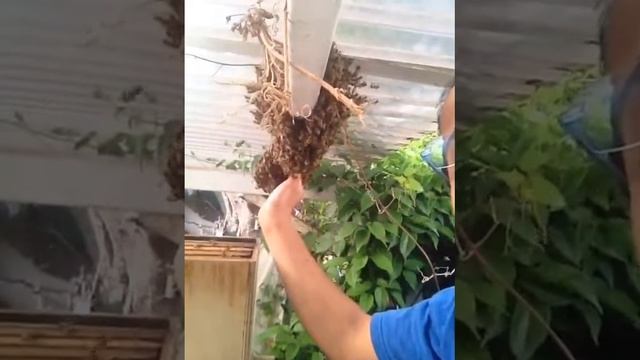 ОСЫ В ГИВАТАЙМЕ смотреть онлайн