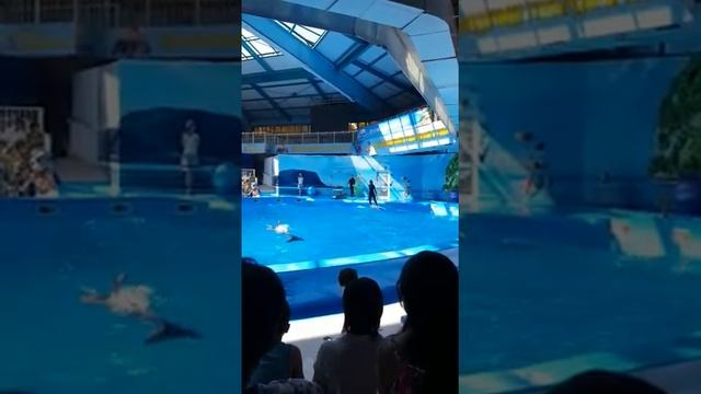 Дельфинарий!!!! 😍🐬 смотреть онлайн
