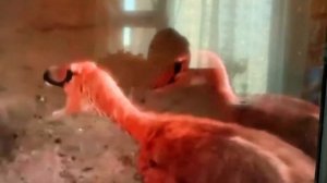 Протоцератопс против велоцираптора