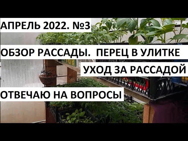 Апрель 2022 серия №3. Уход за рассадой, обзор рассады. Когда убирать мульчу. смотреть онлайн