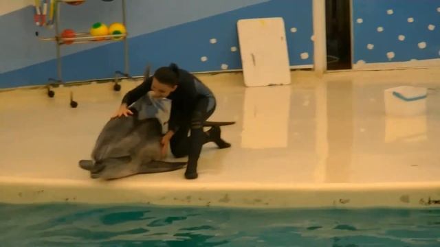 Dolphin Shows