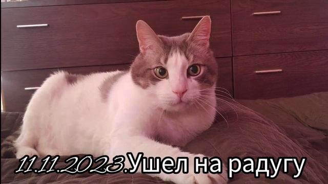 11.11.23..Мурзюня... смотреть онлайн