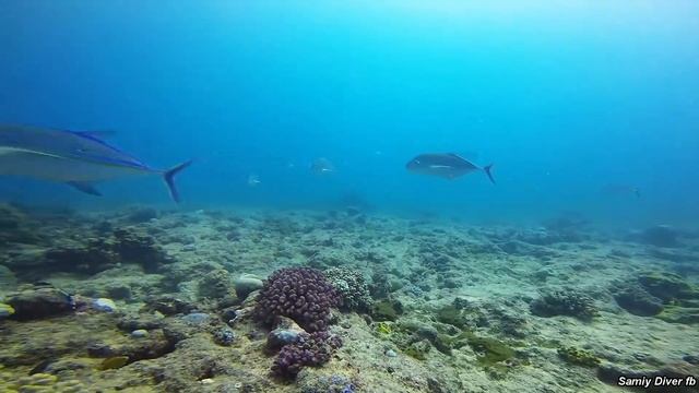 Let's fly away with AirMantas смотреть онлайн