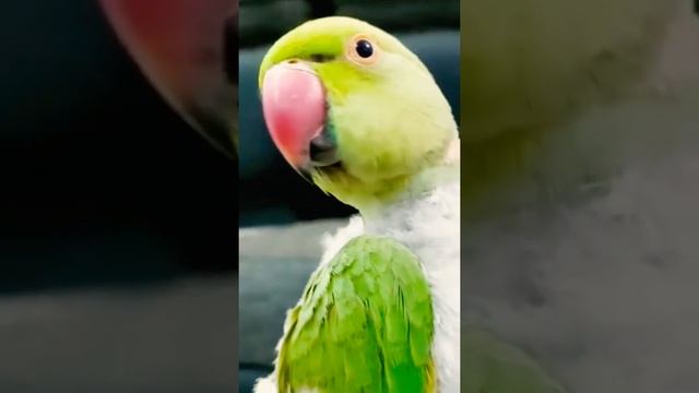 in front of camera my micko react like that😊❣️#public#youtube#indianringneck смотреть онлайн