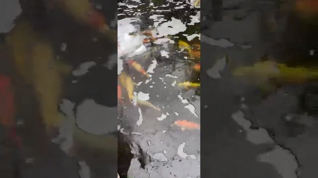 Đánh thuốc diệt ký sinh trùng cho hồ cá koi 20khối nuôi 20koi nhật size 60-90cm #Shorts смотреть онлайн