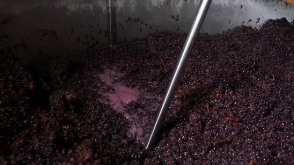 Introduction To Winemaking