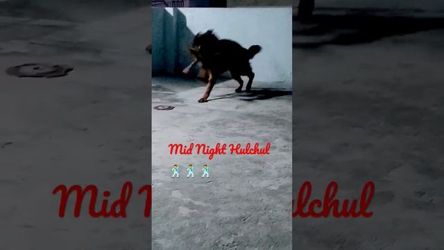 #dog #germanshepherd #Midnight Hulchul смотреть онлайн