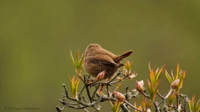 Eurasian Wren singing / Zaunkönig singt смотреть онлайн