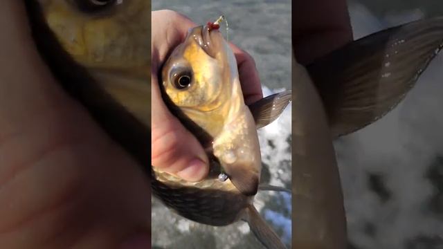 зимний карась 😋 смотреть онлайн