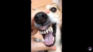 Собака делает ля ля ля